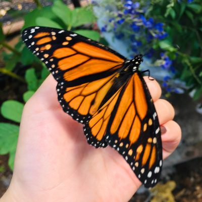 a close up of a hand holding a flower