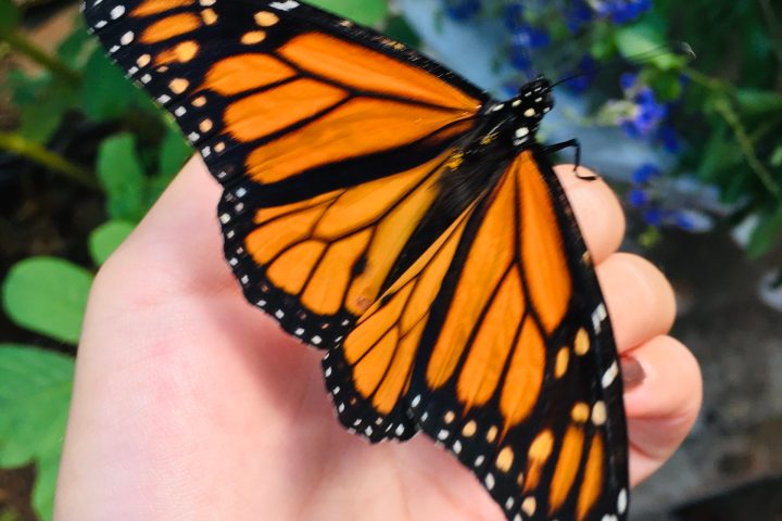 a close up of a hand holding a flower