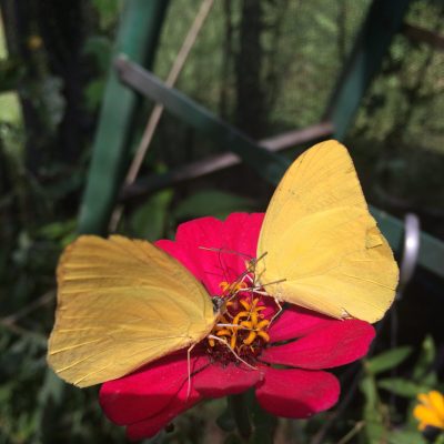 a colorful butterfly on a flower