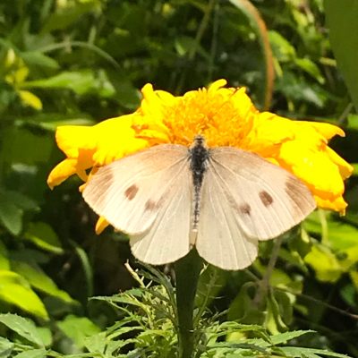 a close up of a flower