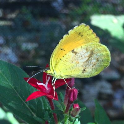 a close up of a flower
