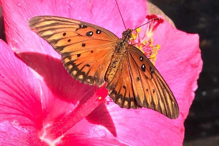 a large pink umbrella