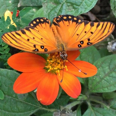 a close up of a flower