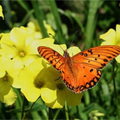 a close up of a flower