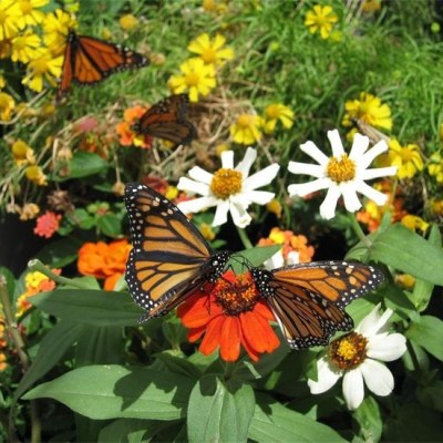a colorful butterfly on a flower