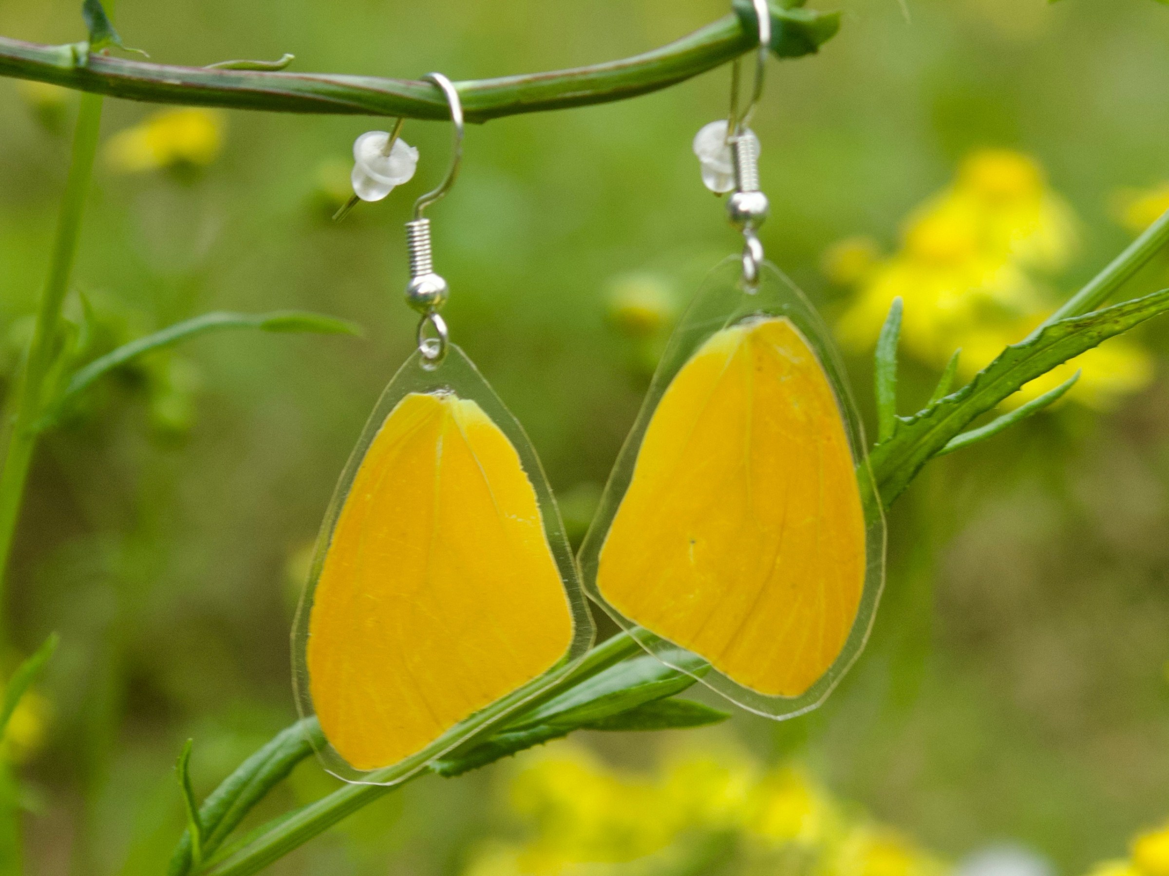 a close up of a flower