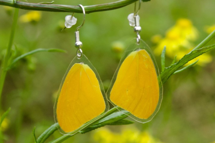 a close up of a flower