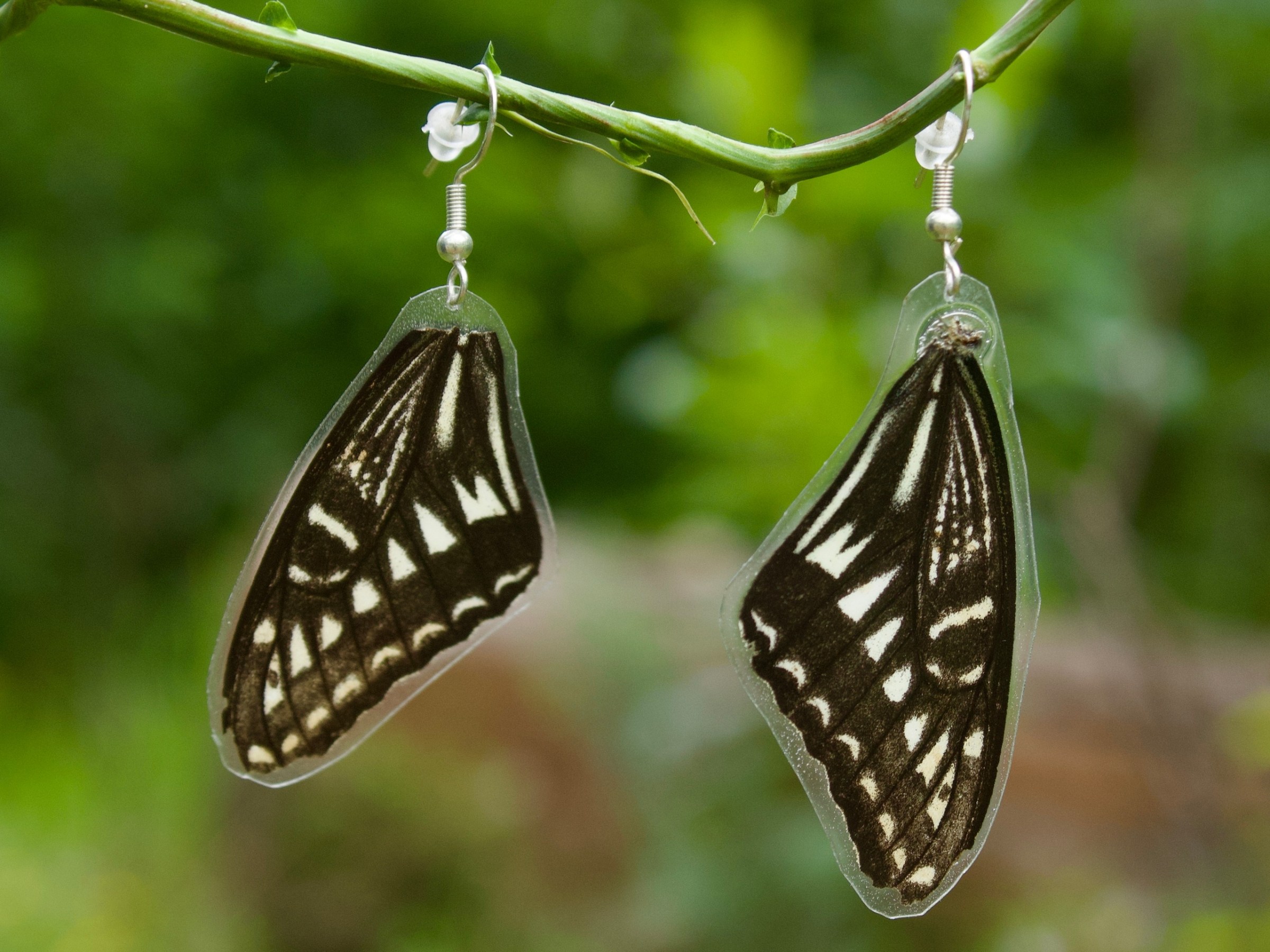 a close up of an insect on a branch