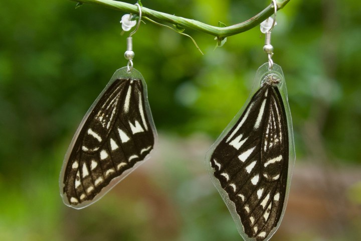 a close up of an insect on a branch