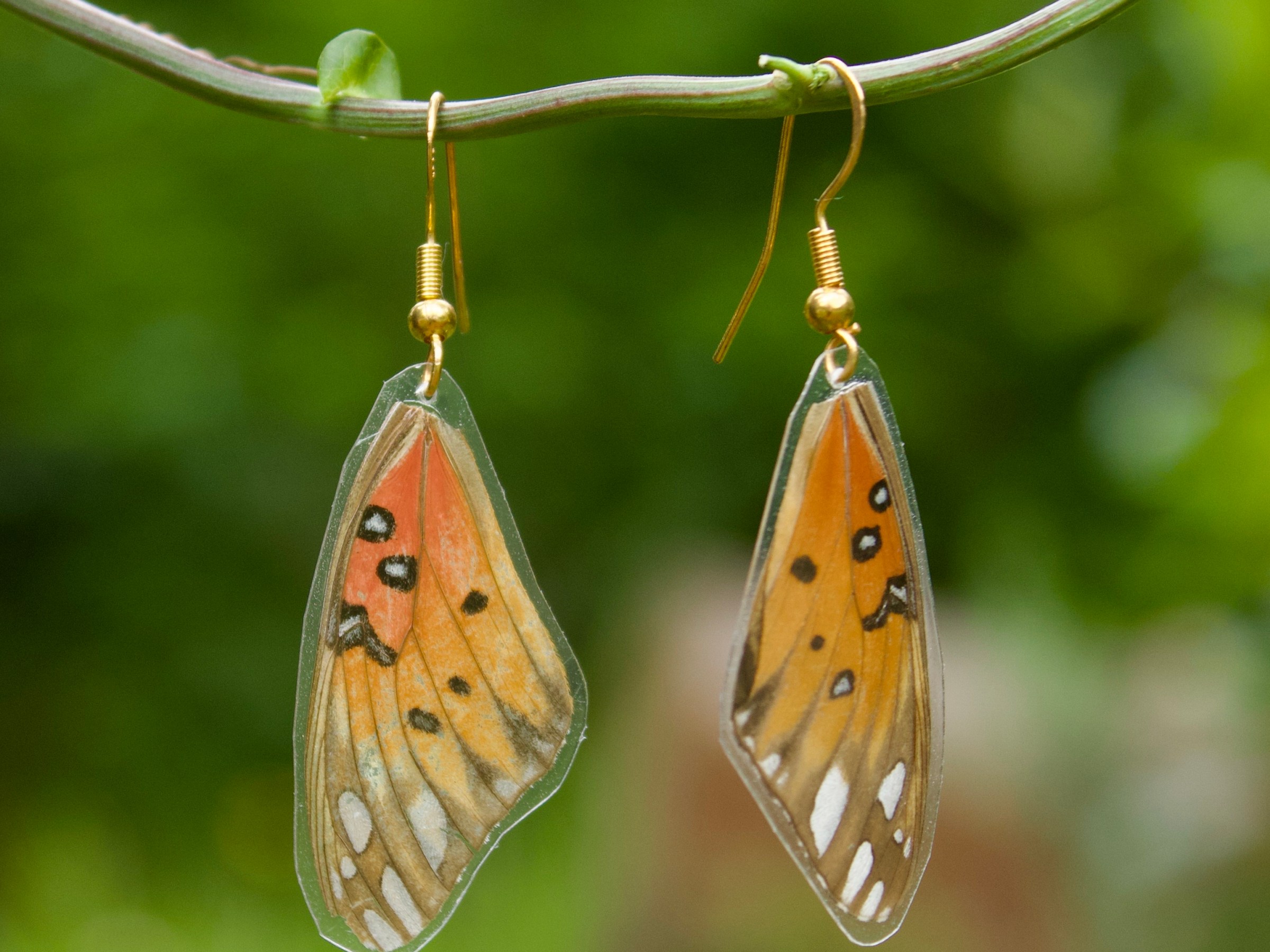 a insect on the ground