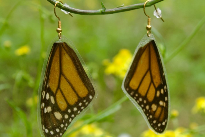 a close up of a butterfly on a flower